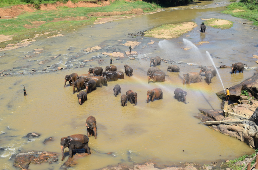 Sri Lanka Kandy  Orfanato de elefantes de Pinnawala Orfanato de elefantes de Pinnawala Sri Lanka - Kandy  - Sri Lanka
