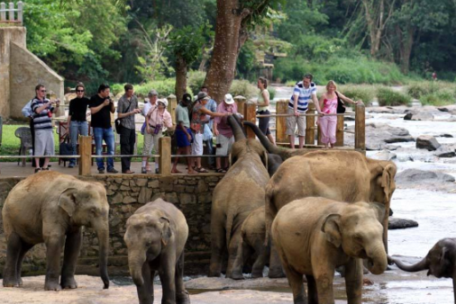 Sri Lanka Kandy  Orfanato de elefantes de Pinnawala Orfanato de elefantes de Pinnawala Maha Nuwara - Kandy  - Sri Lanka