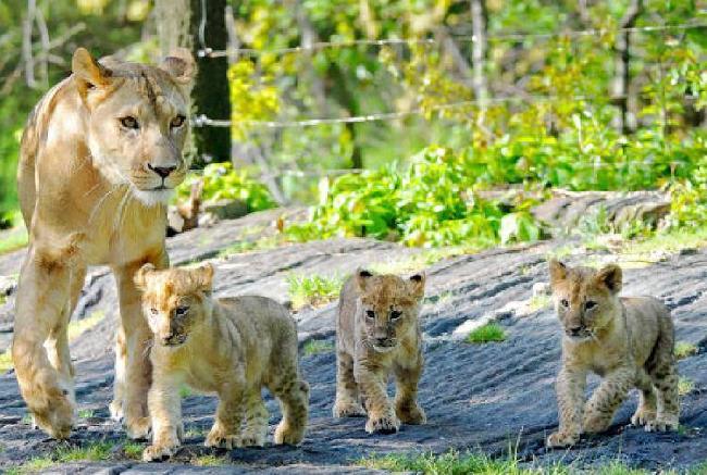 Estados Unidos de América Nueva York Zoológico de Bronx Zoológico de Bronx Nueva York - Nueva York - Estados Unidos de América