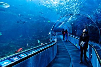 UnderWater World at Pier 39 Aquarium