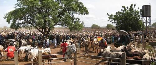 Burkina Faso Dori  Betail Betail Dori - Dori  - Burkina Faso