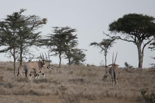 Kenia National Park of Mount Kenia El Karama Ranch El Karama Ranch National Park of Mount Kenia - National Park of Mount Kenia - Kenia