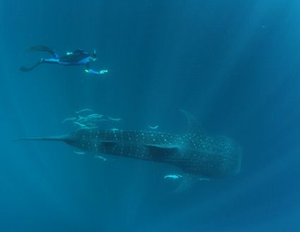 Visitar Centro de Submarinismo de las Seychelle