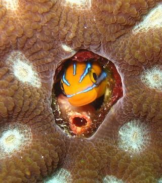 Underwater Centre Seychelles