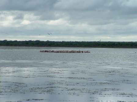 Okavango 