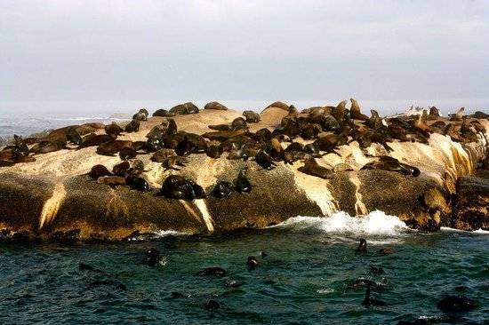 Sudáfrica Ciudad del Cabo isla de las focas isla de las focas Ciudad del Cabo - Ciudad del Cabo - Sudáfrica