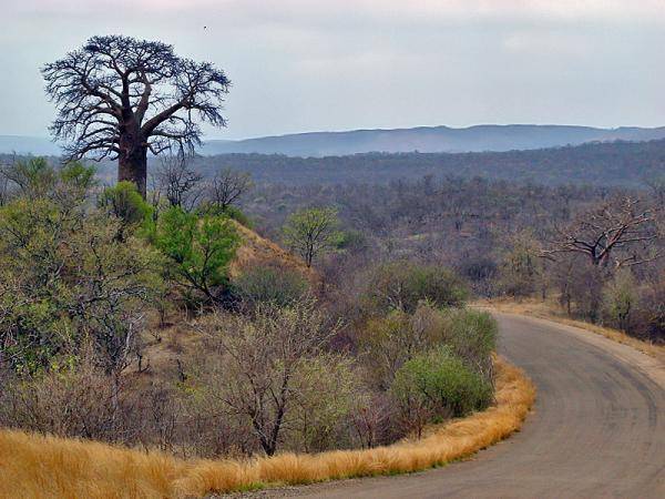 Sudáfrica Kruger National Park Colina Baobab Colina Baobab Kruger National Park - Kruger National Park - Sudáfrica