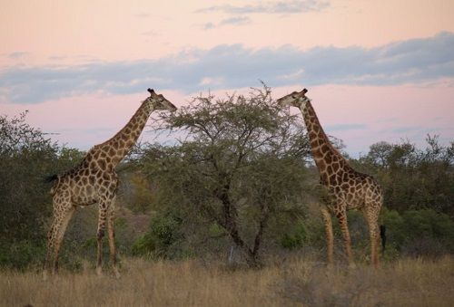 Sudáfrica Kruger National Park Reserva natural de Ingwelala Reserva natural de Ingwelala Kruger National Park - Kruger National Park - Sudáfrica
