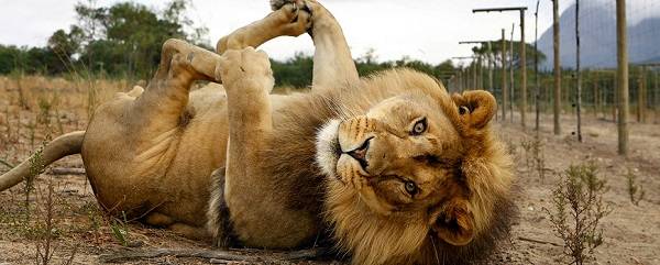 Sudáfrica Johannesburgo parque de leones parque de leones Gauteng - Johannesburgo - Sudáfrica