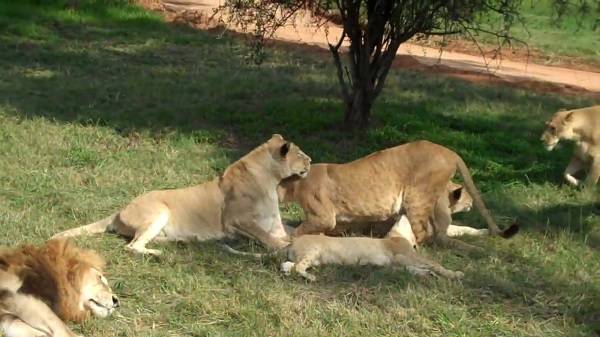 Sudáfrica Johannesburgo parque de leones parque de leones Gauteng - Johannesburgo - Sudáfrica