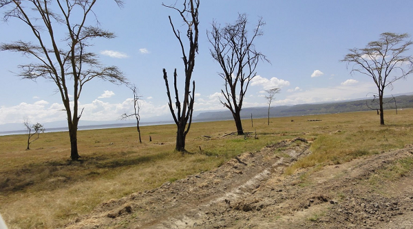 Kenia Nakuru  Sitio de Picnic Acacia Sitio de Picnic Acacia Rift Valley - Nakuru  - Kenia