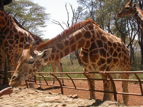 Kenya Nairobi Center Giraffe Center Giraffe Kenya - Nairobi - Kenya