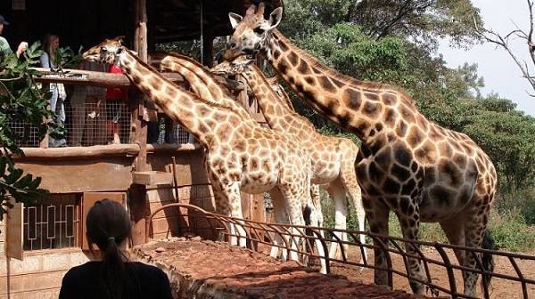 Kenia Nairobi  Center Giraffe Center Giraffe Nairobi - Nairobi  - Kenia