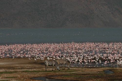 Kenia Nakuru  SISTEMA DE LAGOS DE KENIA EN EL GRAN VALLE DEL RIFT SISTEMA DE LAGOS DE KENIA EN EL GRAN VALLE DEL RIFT Rift Valley - Nakuru  - Kenia