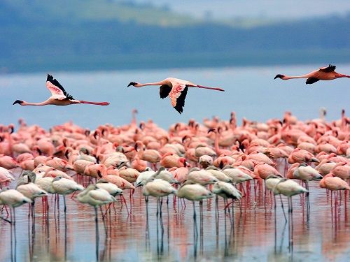 Kenia Nakuru  National Park of Lake Nakuru National Park of Lake Nakuru Rift Valley - Nakuru  - Kenia