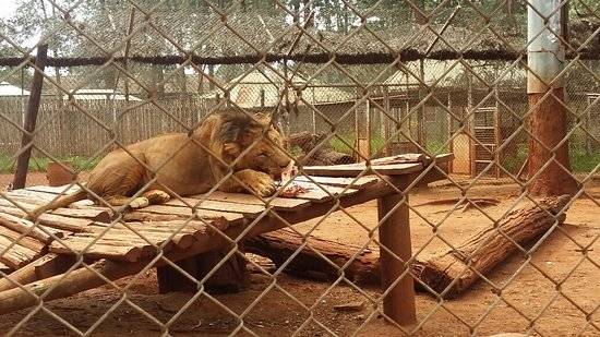 Kenia Nairobi  Orfanato de animales de Nairobi Orfanato de animales de Nairobi Kenia - Nairobi  - Kenia