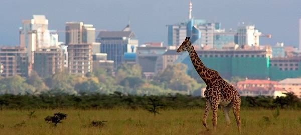 Kenia Nairobi  Parque Nacional de Nairobi Parque Nacional de Nairobi Kenia - Nairobi  - Kenia