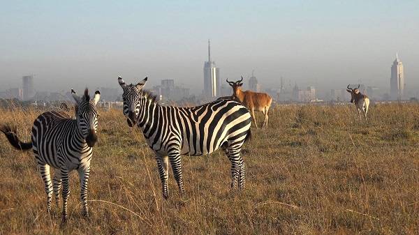 Kenya Nairobi Nairobi National Park Nairobi National Park Kenya - Nairobi - Kenya