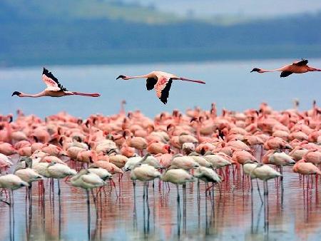 National Park of Lake Nakuru