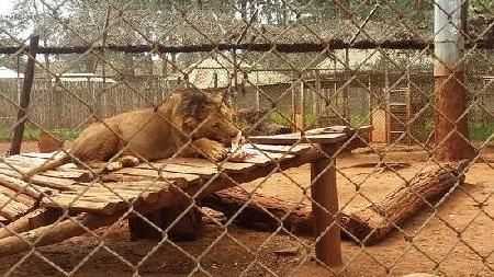 Orfanato de animales de Nairobi
