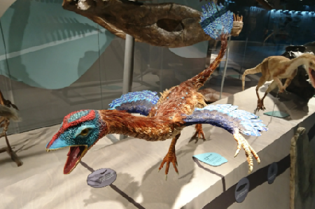 Paleontological Museum