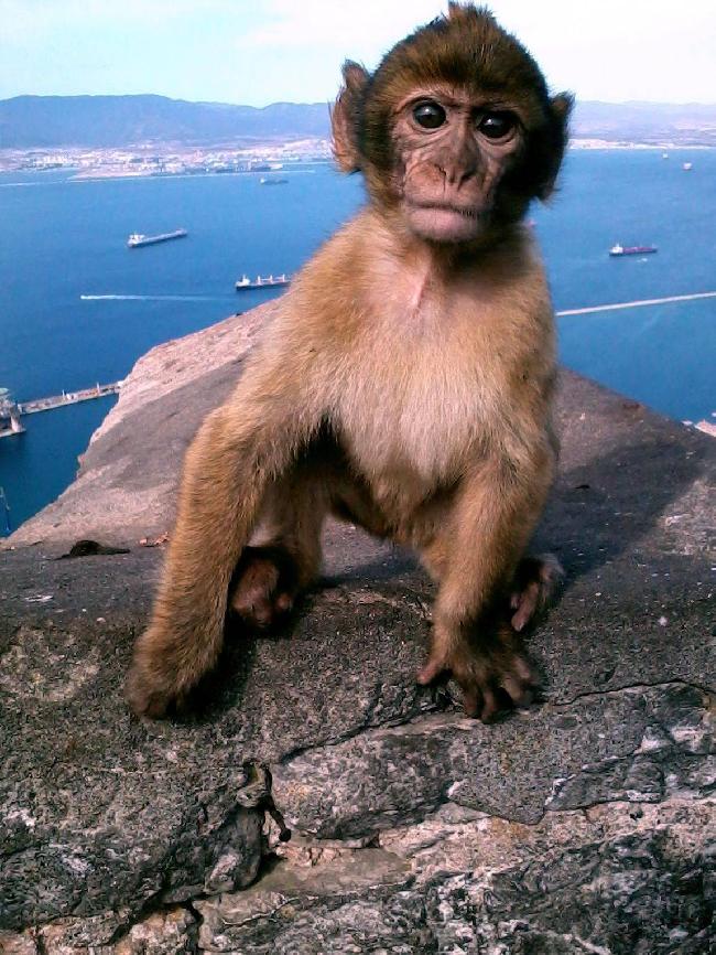 Gibraltar Gibraltar  Los simios de Gibraltar Los simios de Gibraltar Gibraltar - Gibraltar  - Gibraltar