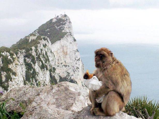 Gibraltar Gibraltar  Los simios de Gibraltar Los simios de Gibraltar Gibraltar - Gibraltar  - Gibraltar