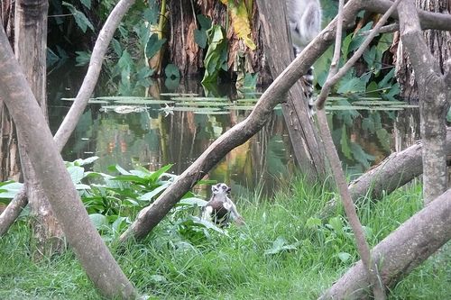 Madagascar Antananarivo  Parque zoológico y botánico de Tsimbazaza Parque zoológico y botánico de Tsimbazaza Antananarivo - Antananarivo  - Madagascar