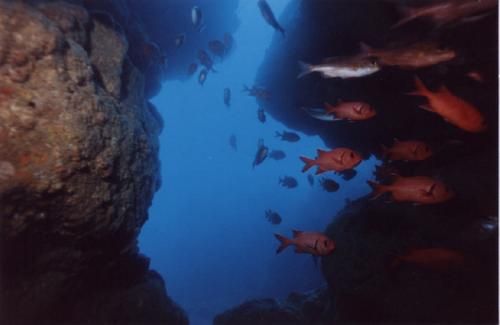 Mauricio Phoenix Island Mauritius Underwater Group Mauritius Underwater Group Mauricio - Phoenix Island - Mauricio