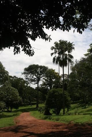 Uganda Kampala  Jardín Botánico Jardín Botánico Uganda - Kampala  - Uganda