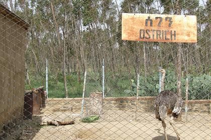 El Zoo de ASMARA