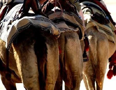 Granja de Camellos