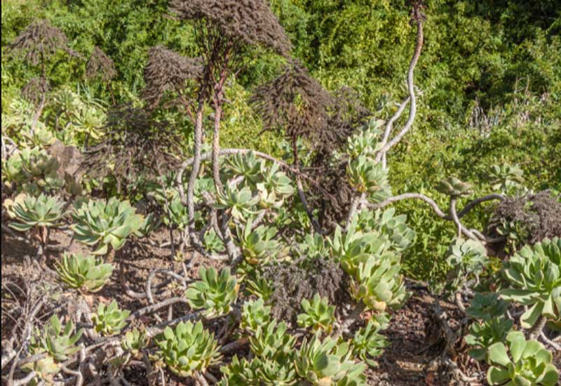 Spain San Cristobal De La Laguna Aeonium Aeonium Canary Islands - San Cristobal De La Laguna - Spain