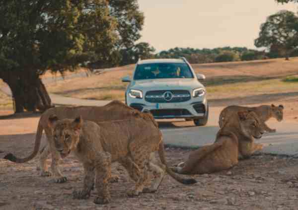 España Aldea Del Fresno Rincón Safari Park Rincón Safari Park Aldea Del Fresno - Aldea Del Fresno - España