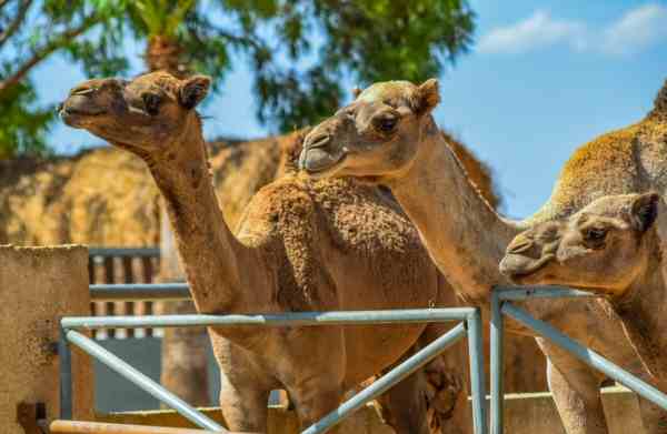Spain Fataga Camel Park Camel Park Canary Islands - Fataga - Spain