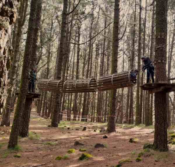 España Las Lagunetas Forestal Park Tenerife Forestal Park Tenerife Las Lagunetas - Las Lagunetas - España