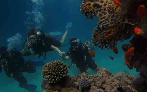 España Arona  Centro de Buceo Tenesub Marine Centro de Buceo Tenesub Marine Arona - Arona  - España