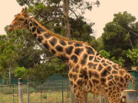 Safari Zoo