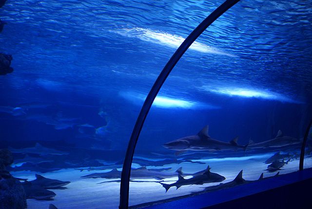 Turkey Antalya Antalya Aquarium Antalya Aquarium Antalya - Antalya - Turkey