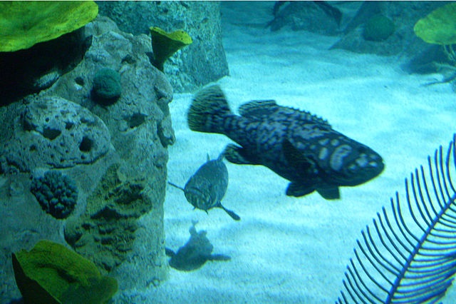 Turkey Istanbul Istanbul Aquarium Istanbul Aquarium Istanbul - Istanbul - Turkey
