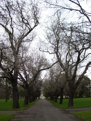 Australia Melbourne  Jardines Carlton Jardines Carlton Victoria - Melbourne  - Australia