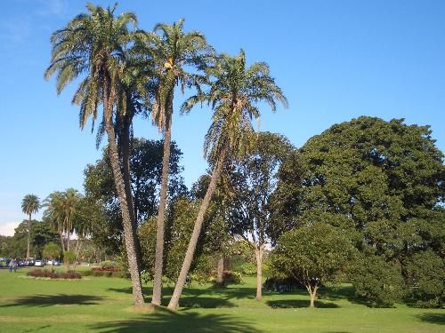 Australia Sidney Centennial Park Centennial Park New South Wales - Sidney - Australia