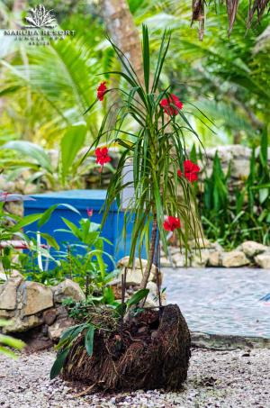 Las mejores ofertas de BELIZE BOUTIQUE RESORT & SPA MASKALL 