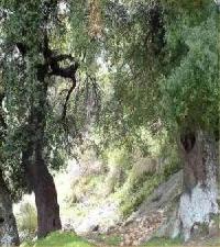 Las mejores ofertas de El Jaraíz Casas Rurales Yeste