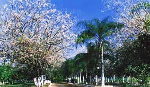 Las mejores ofertas de AGUA VIVA THERMAS CLUBE HOTEL Fernandópolis