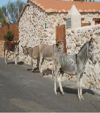 Las mejores ofertas de Casa Tamasite (Amanay) Tuineje 