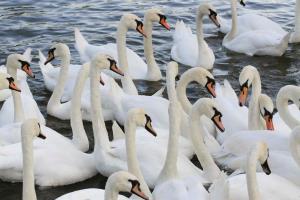 Las mejores ofertas de MERCURE SHAKESPEARE (I) Stratford-upon-avon
