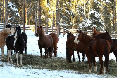 Las mejores ofertas de Ten Ee Ah Lodge - Guest Room Map LAC LA HACHE