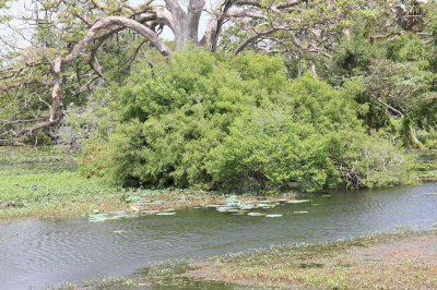 Las mejores ofertas de Eagle's Wings Habarana