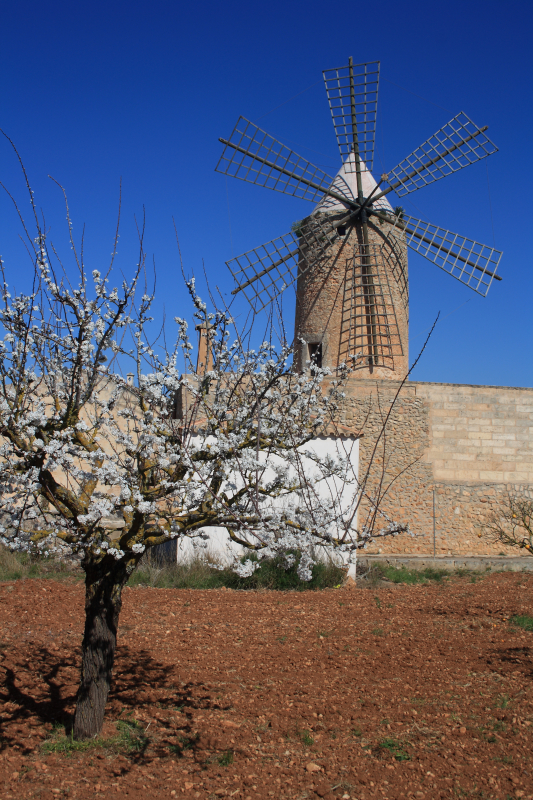 Algaida Suite By Eurotels